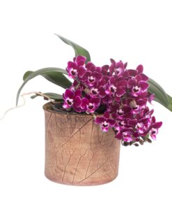 Übertopf floral Trompetenbaum - 3